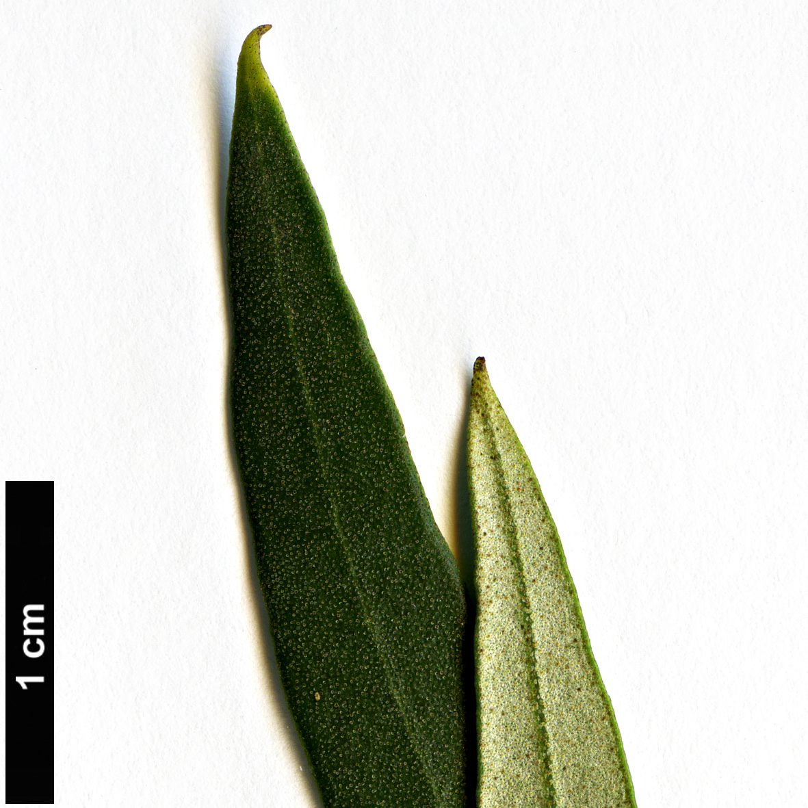 High resolution image: Family: Oleaceae - Genus: Olea - Taxon: europaea - SpeciesSub: subsp. guanchica 